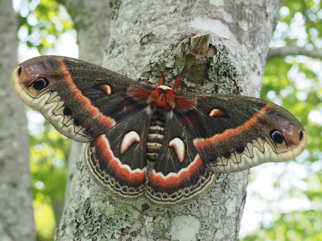 Cecropia Moth, tree trunk, textured tree trunk, SD Desktop Wallpaper