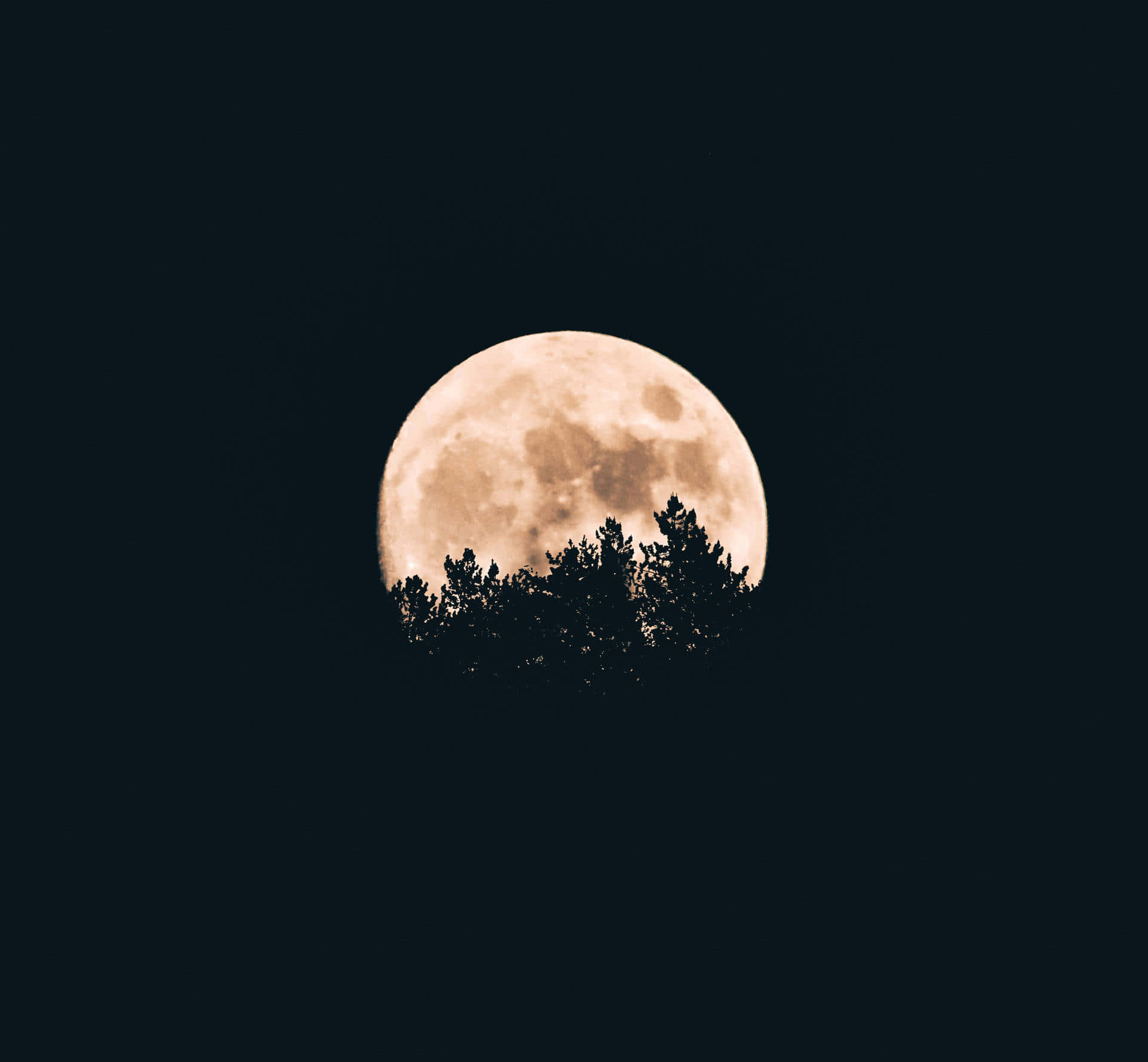 full moon, pine trees, deep black night sky, Full HD Desktop Wallpaper