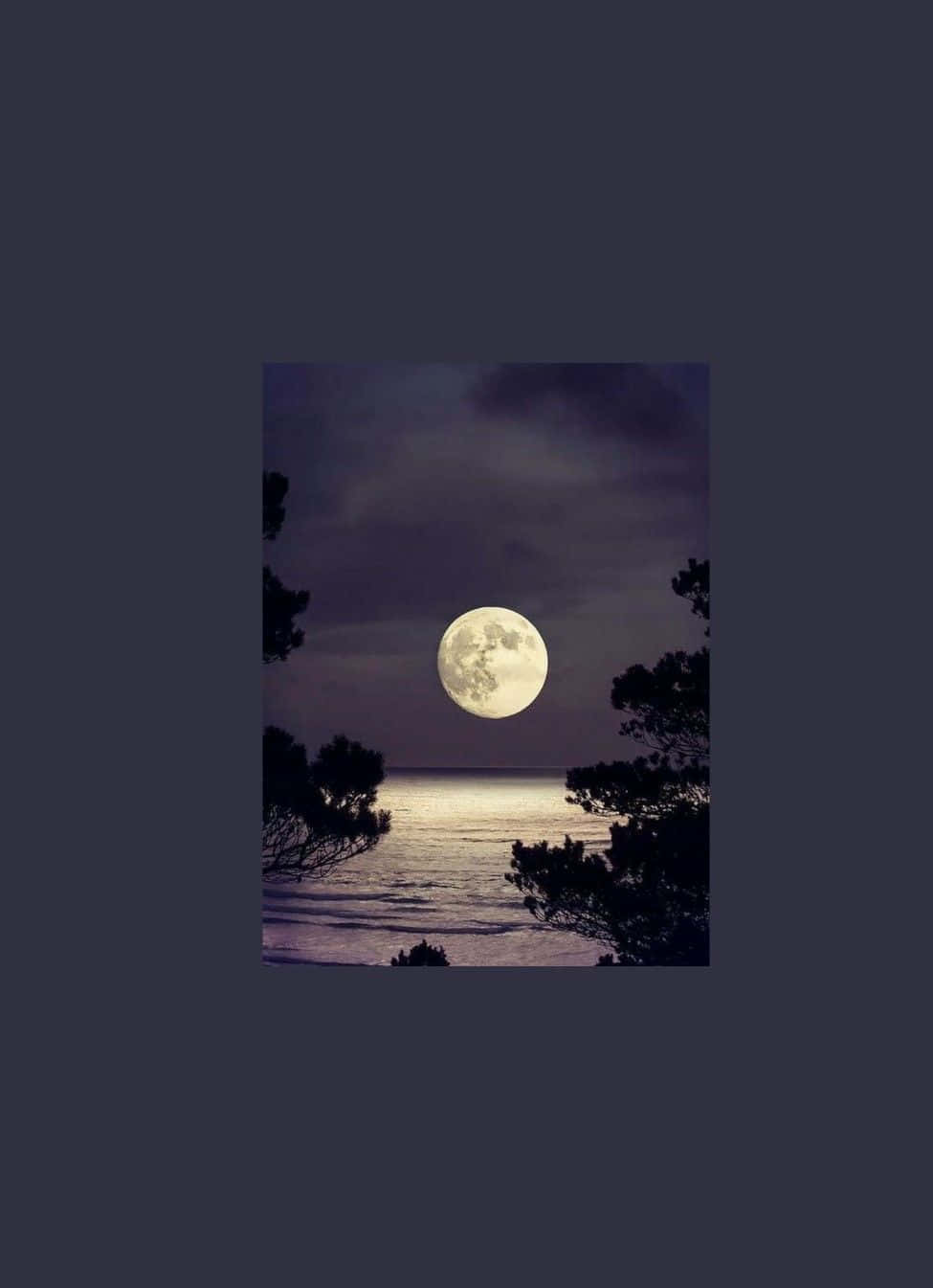 luminous full moon, calm ocean, dark silhouetted pine trees, HD Phone Wallpaper