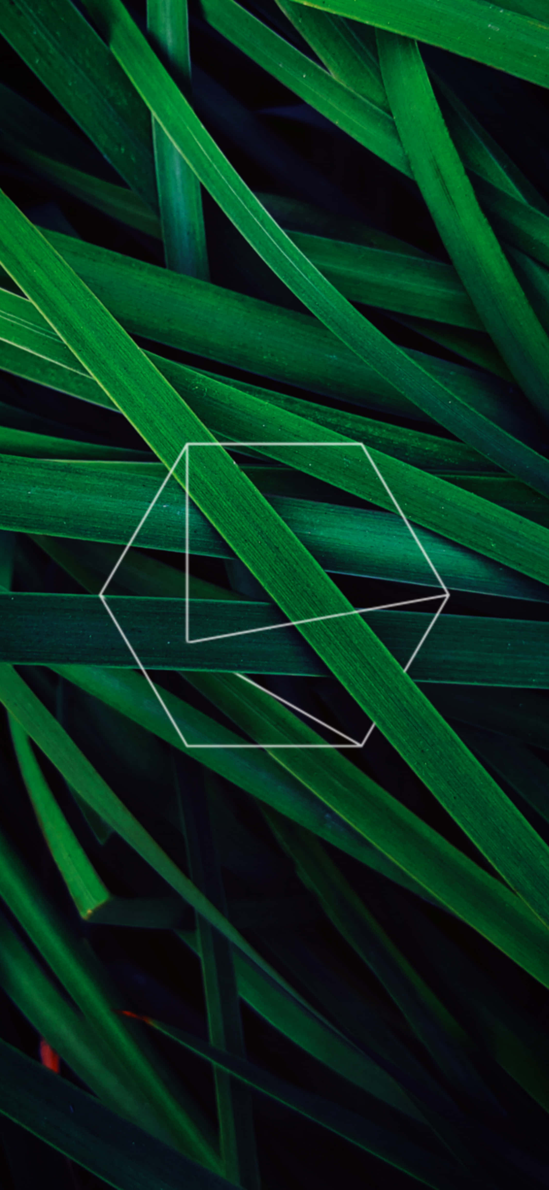 iPhone 11, green, grass, 4K Phone Wallpaper