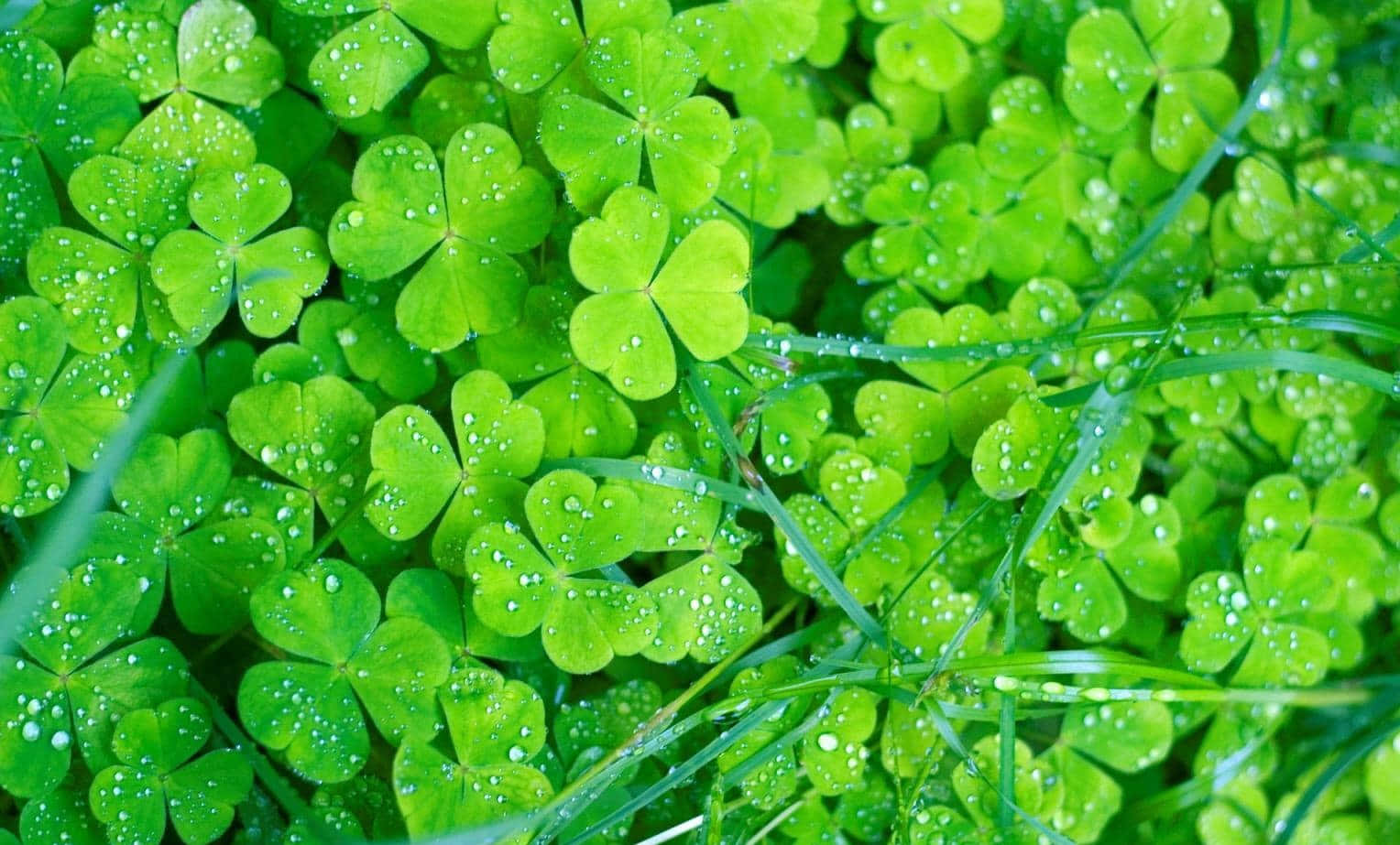 Celtic Irish, cloverleaf bush, vibrant green, HD Desktop Wallpaper