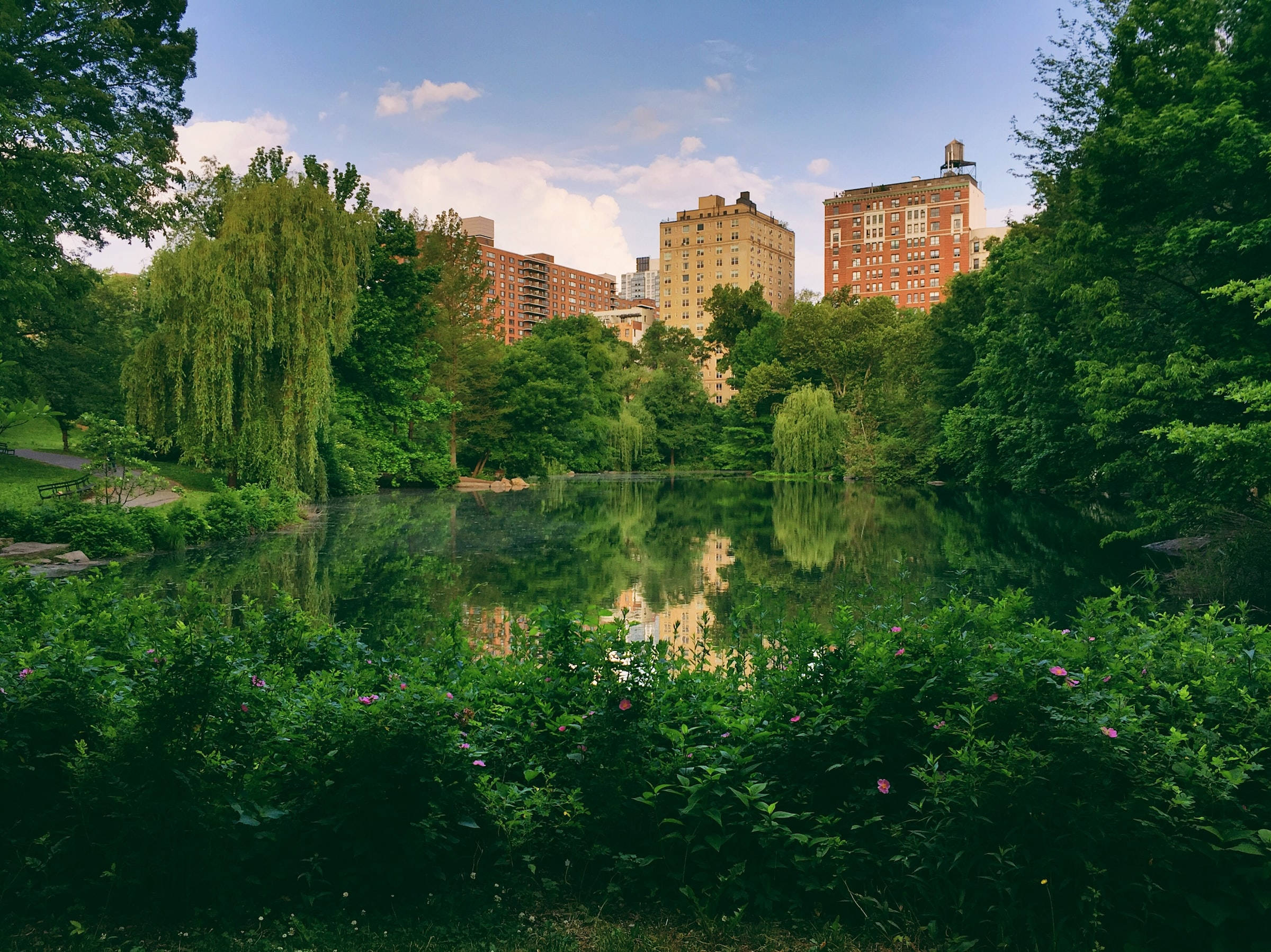 Central Park, pond, lush green park, Full HD Desktop Wallpaper