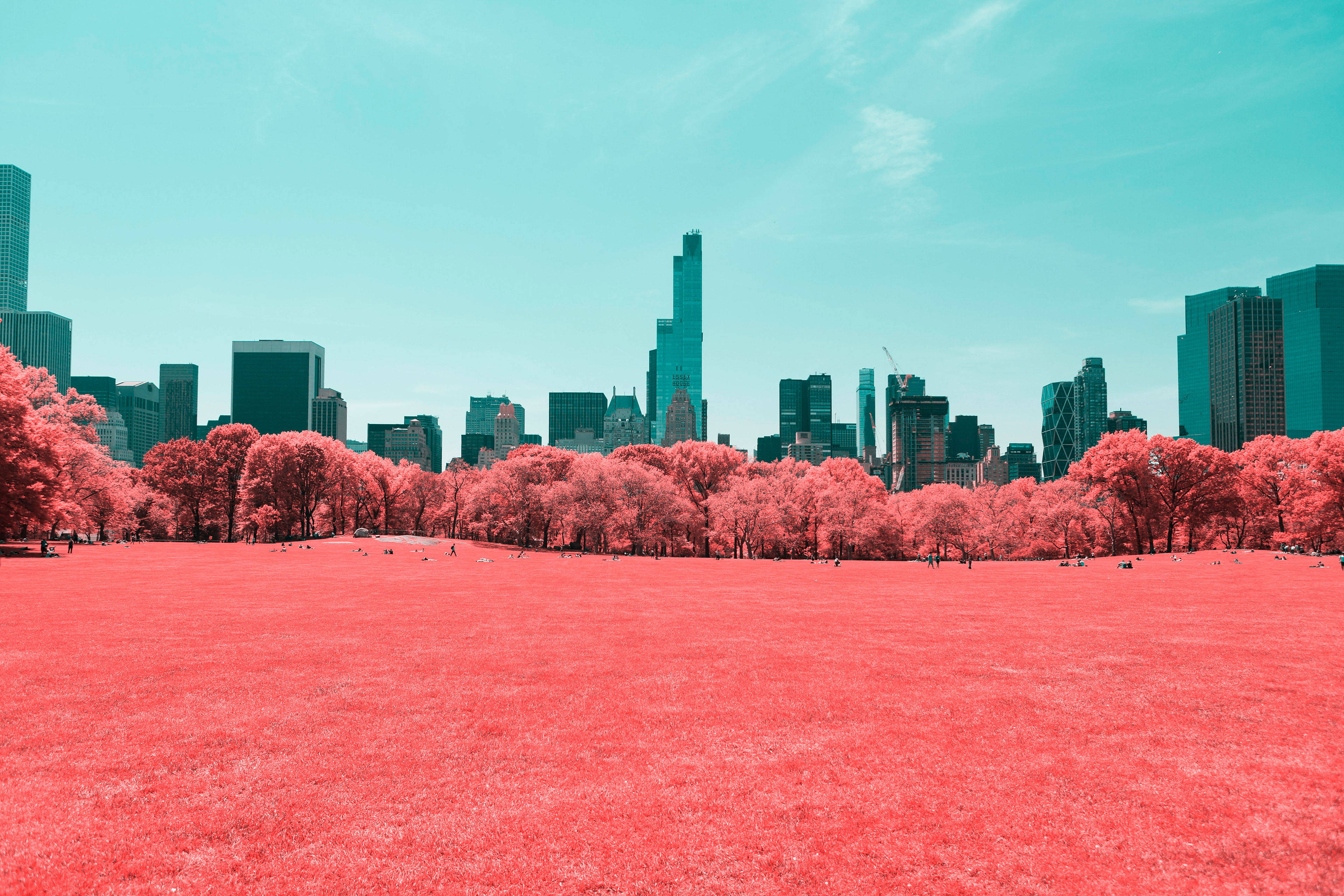 Central Park, pink trees, vibrant pink grass, 4K Desktop Wallpaper