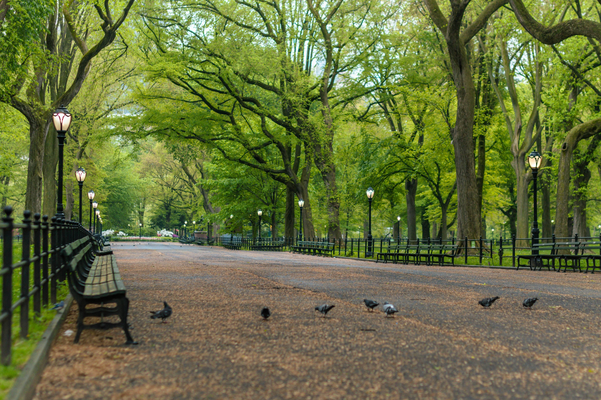 Central Park, pigeons, lush green trees, Full HD Desktop Wallpaper