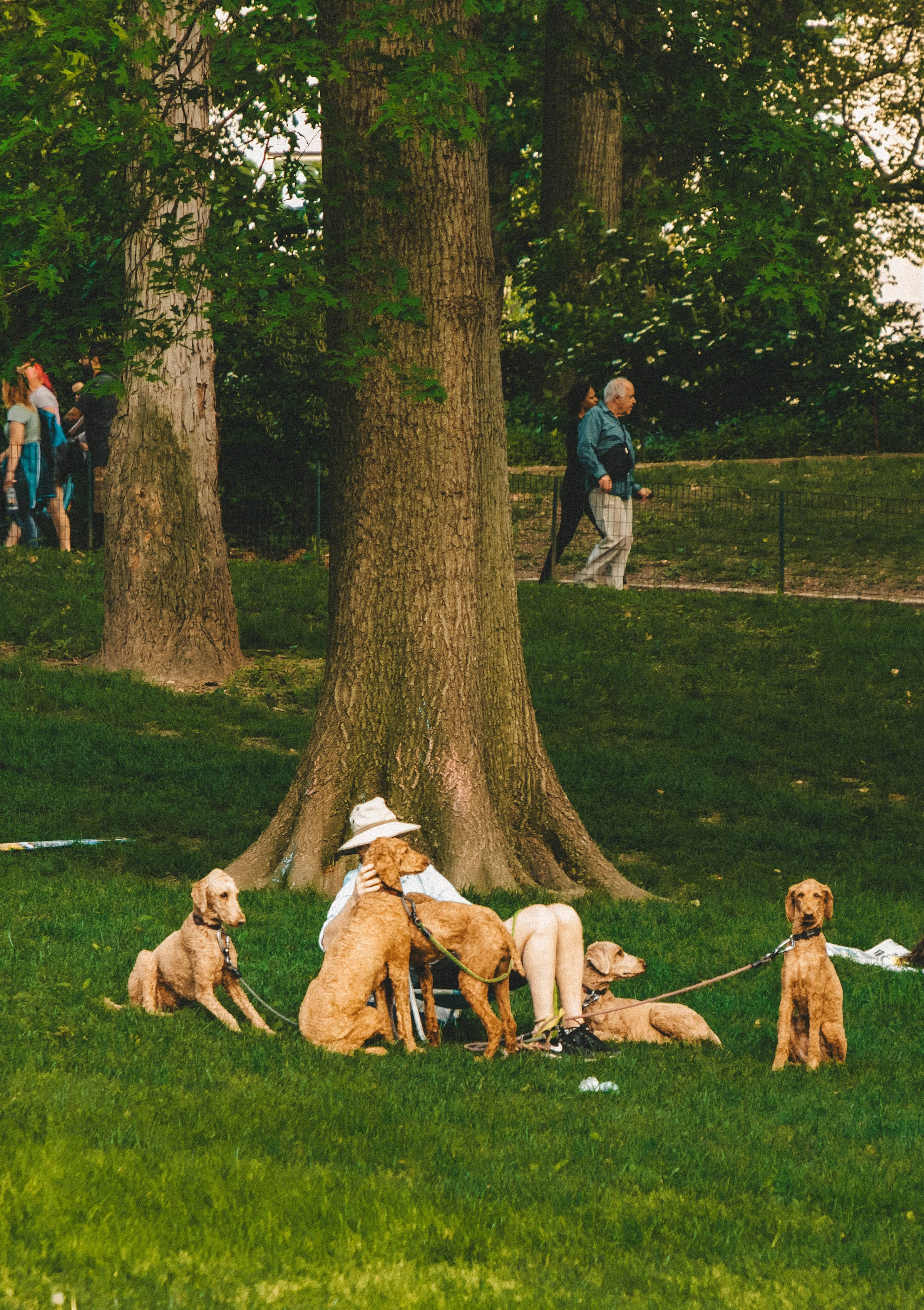 Central Park, golden retrievers, white hat, 2K Phone Wallpaper