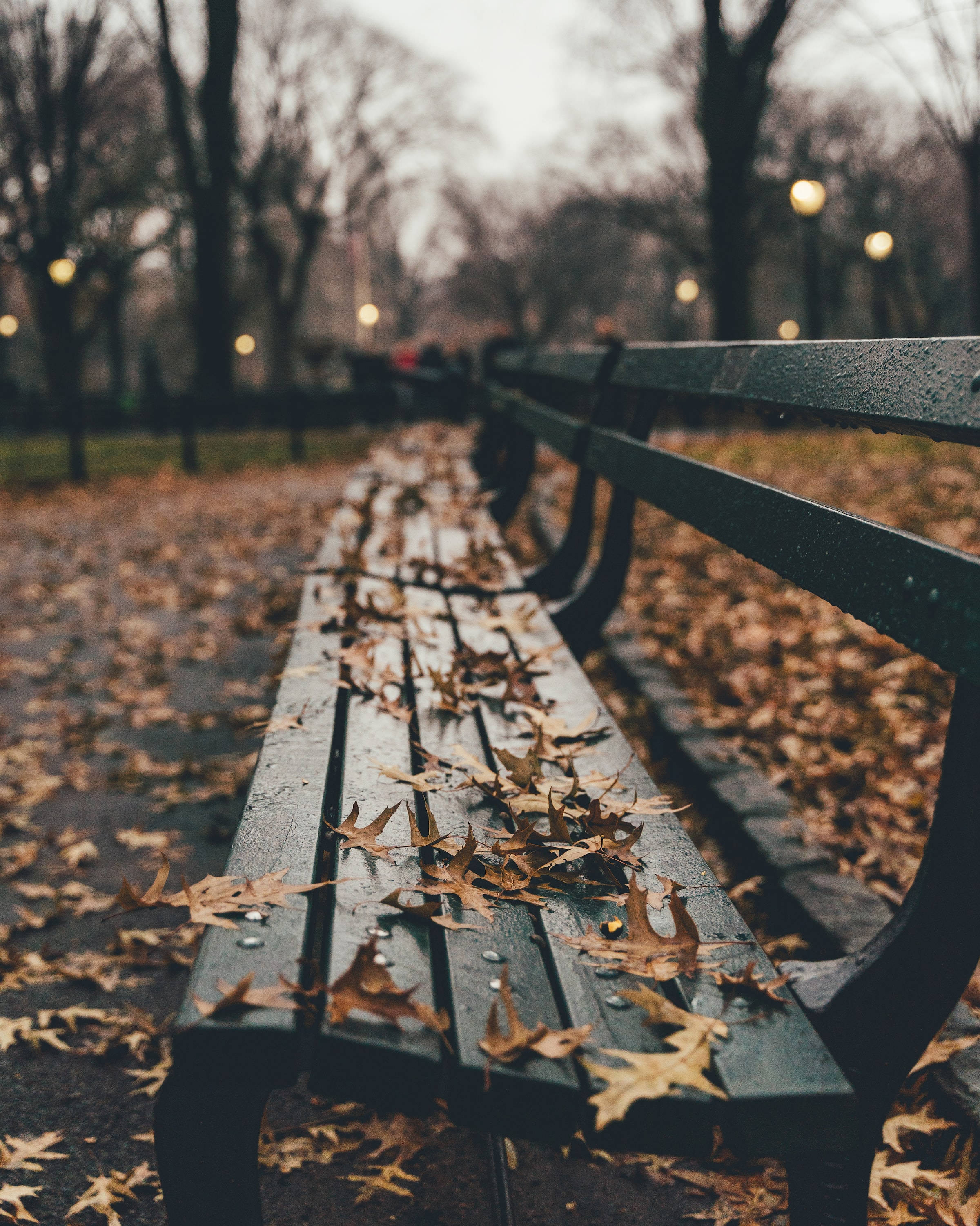 Central Park, bench, fall leaves, 2K Phone Wallpaper