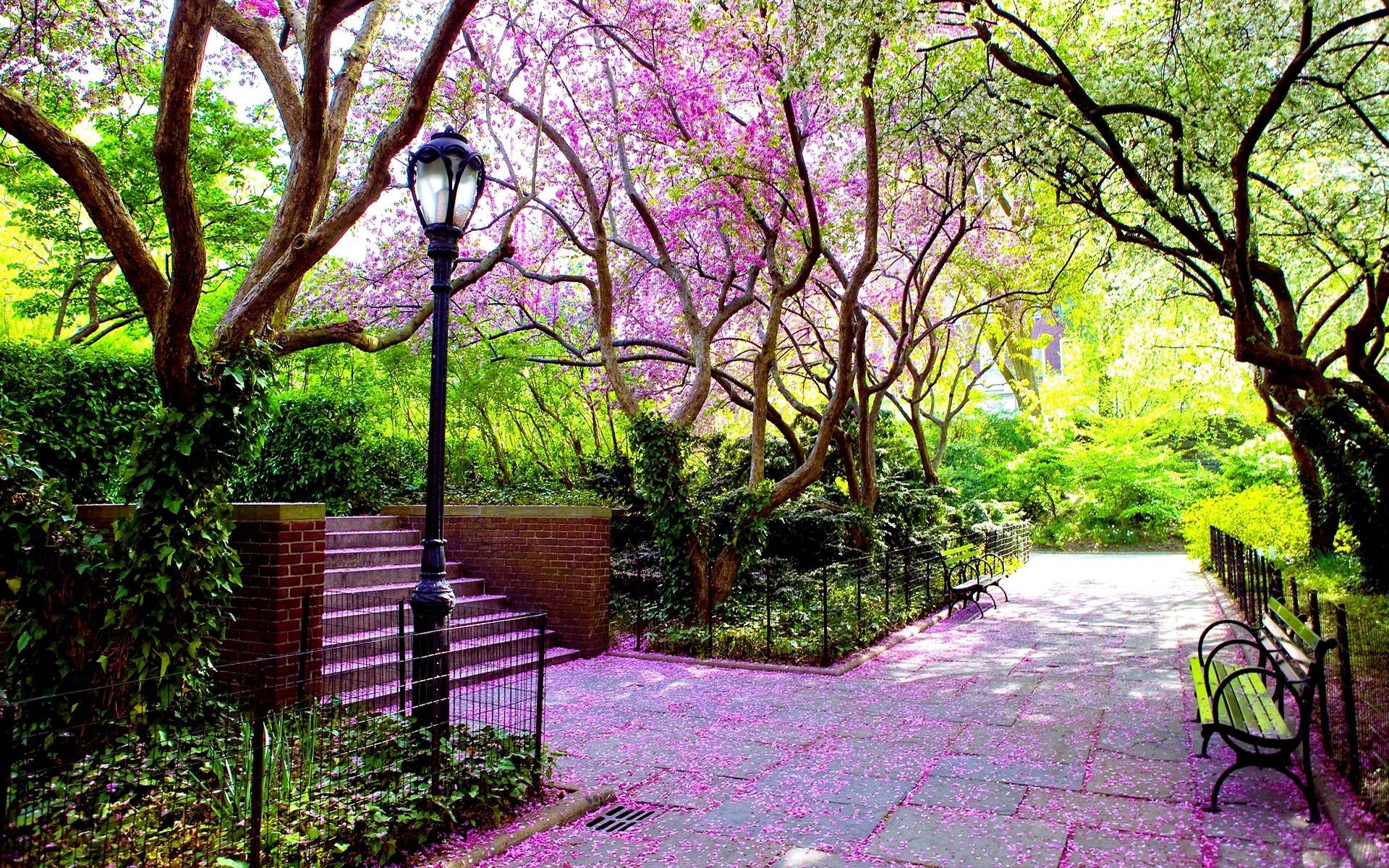 Central Park, sunlit park pathway, blooming pink trees, Full HD Desktop Wallpaper