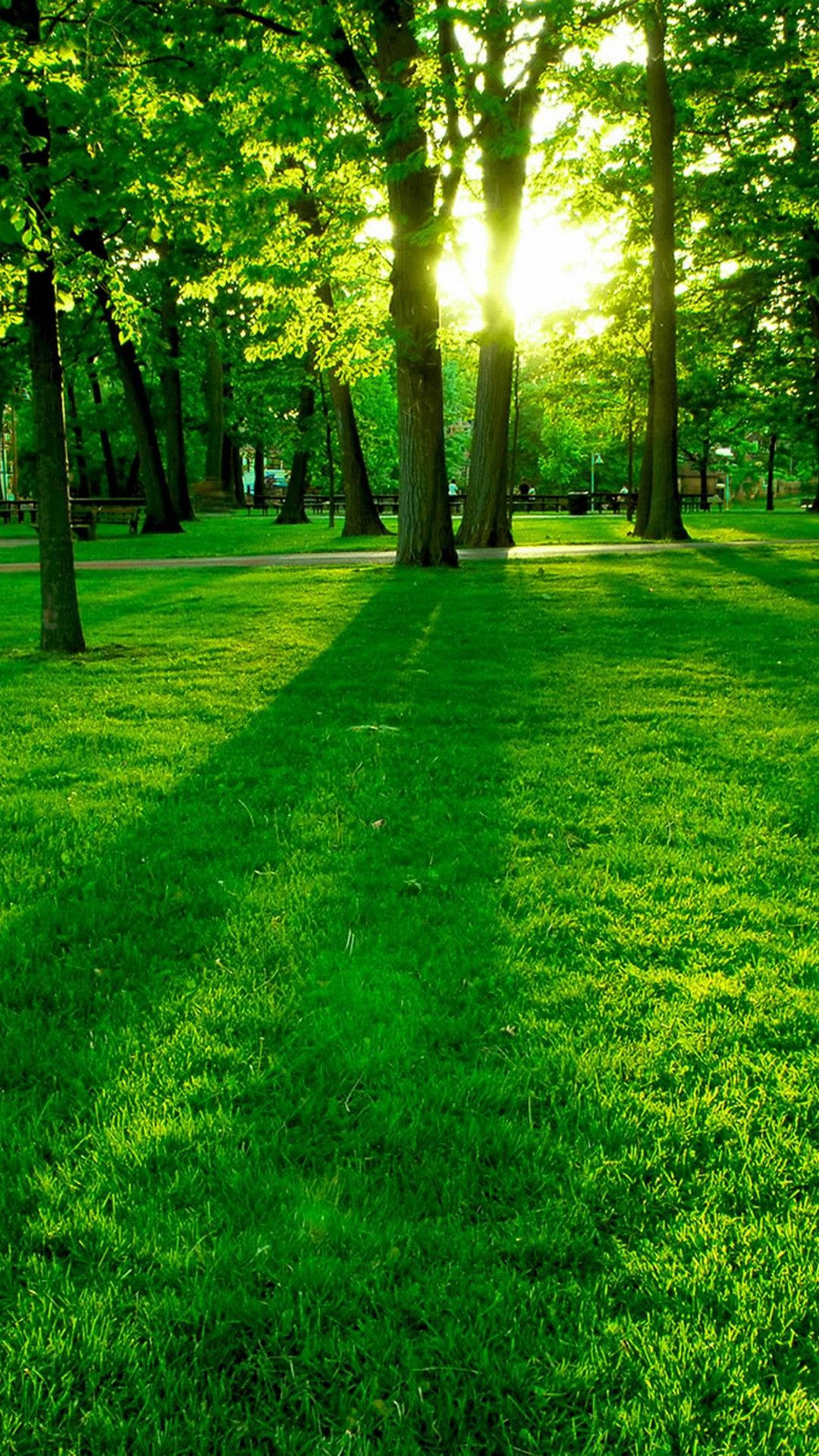 Sunlight, tall trees, vibrant green grass, Full HD Phone Wallpaper