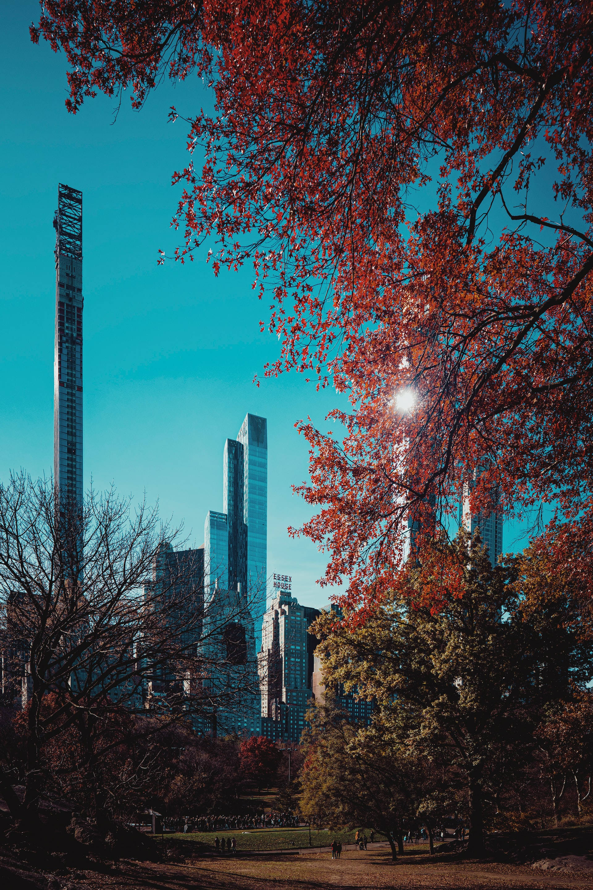 autumn trees, Central Park, red autumn leaves, 2K Phone Wallpaper