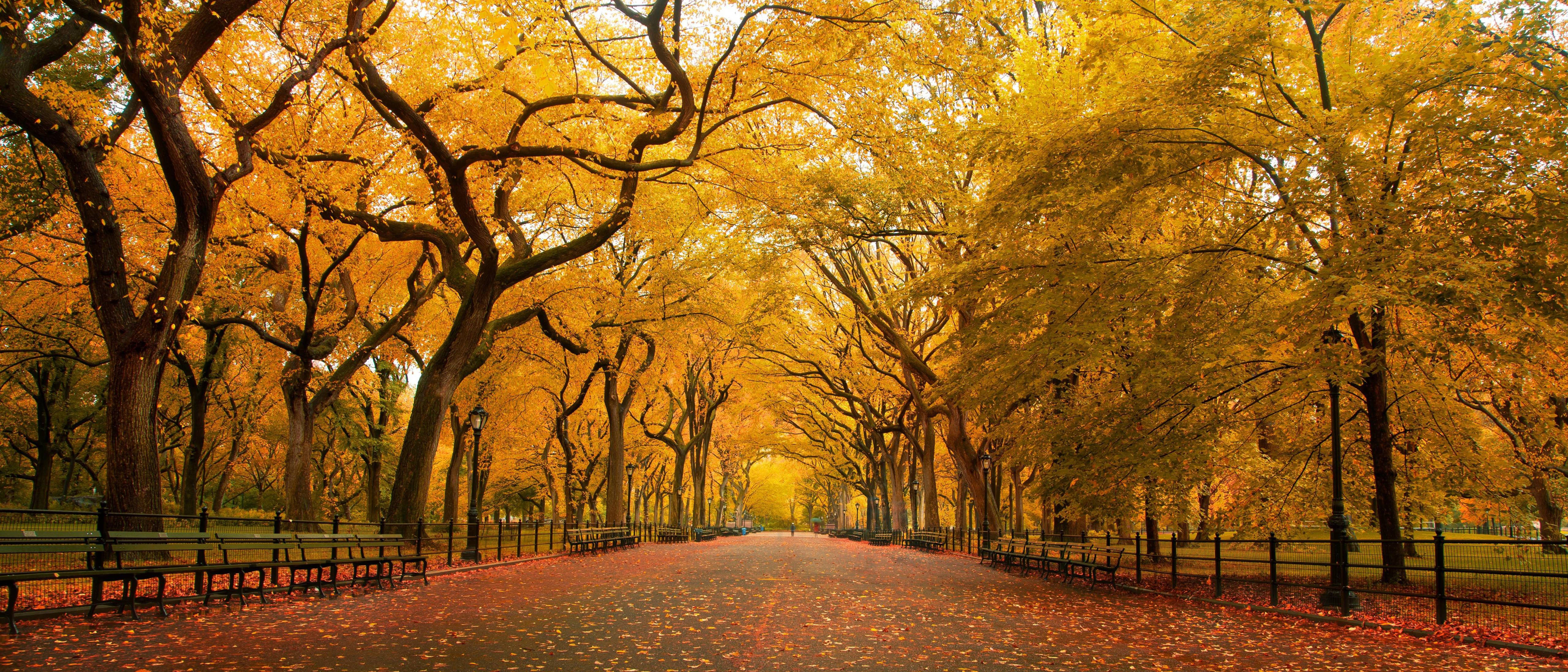 Central Park, fall, 4K, 5K Desktop Wallpaper