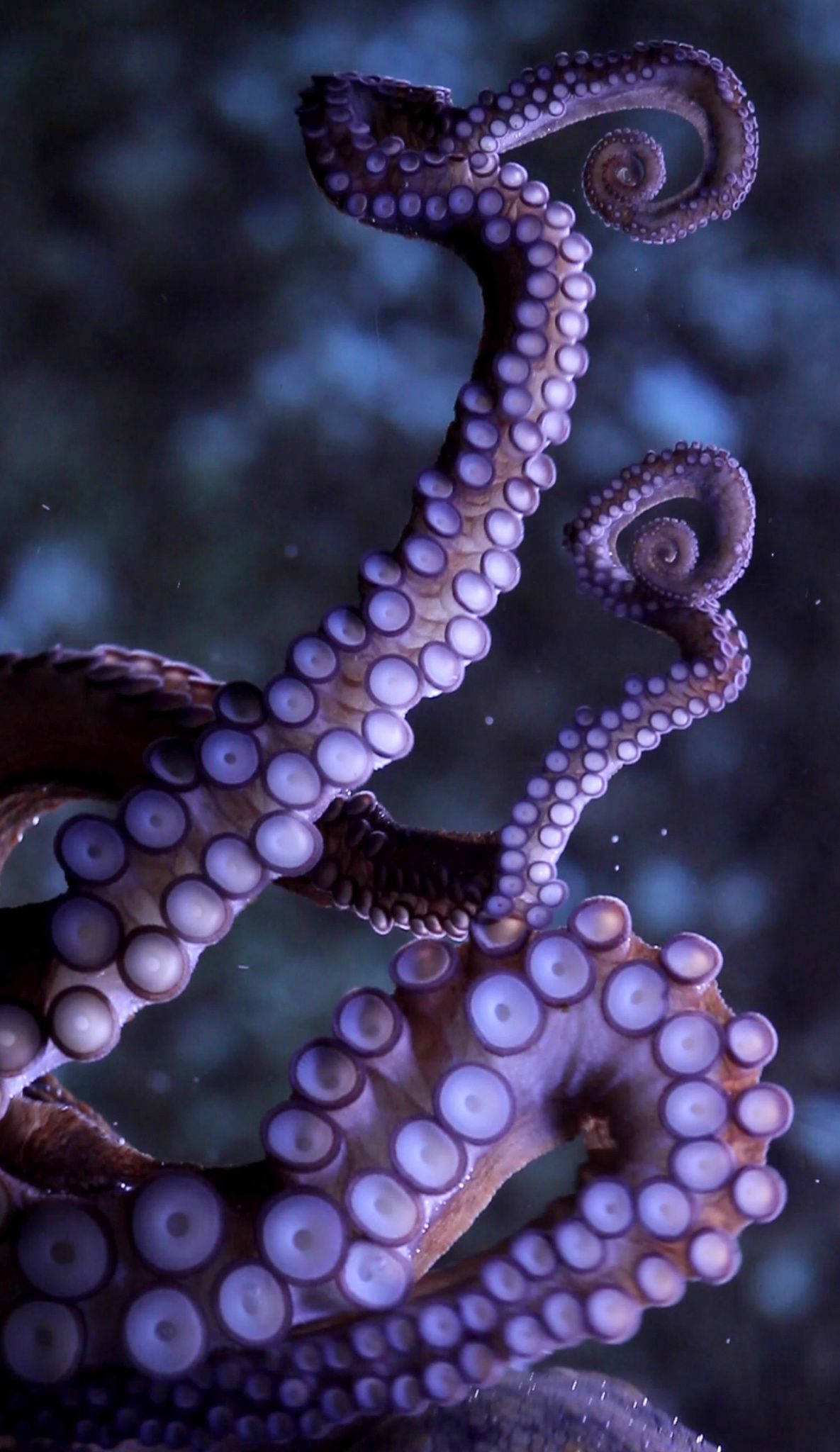 live octopus, intertidal rocky home, tentacles, Full HD Phone Wallpaper