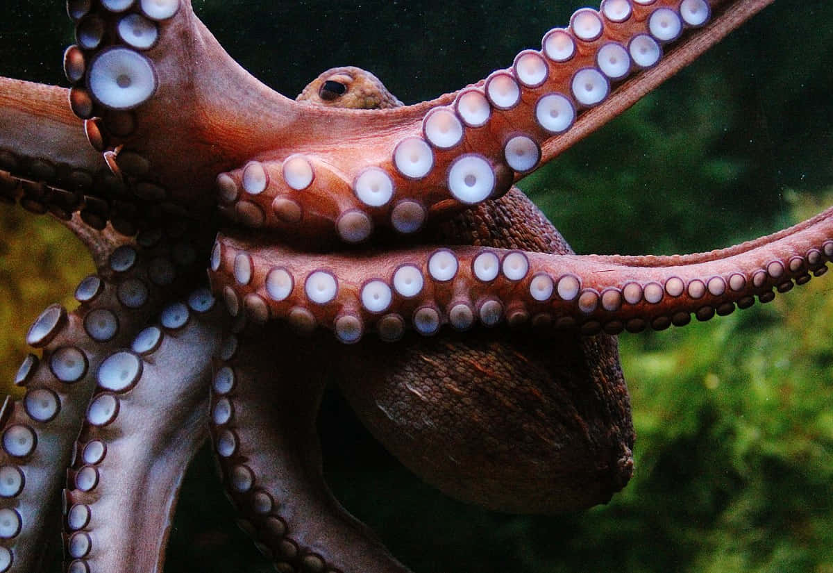 octopus, textured arms, suction cups, SD Desktop Wallpaper