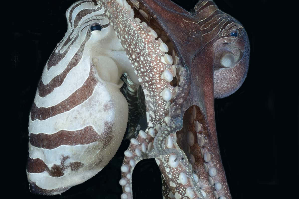 cuttlefish, striped skin, tentacles, SD Desktop Wallpaper