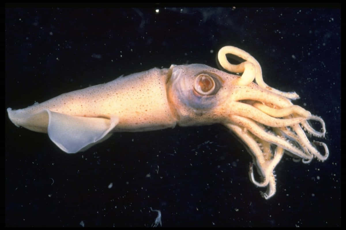 cephalopod, pale squid, dark ocean water, SD Desktop Wallpaper