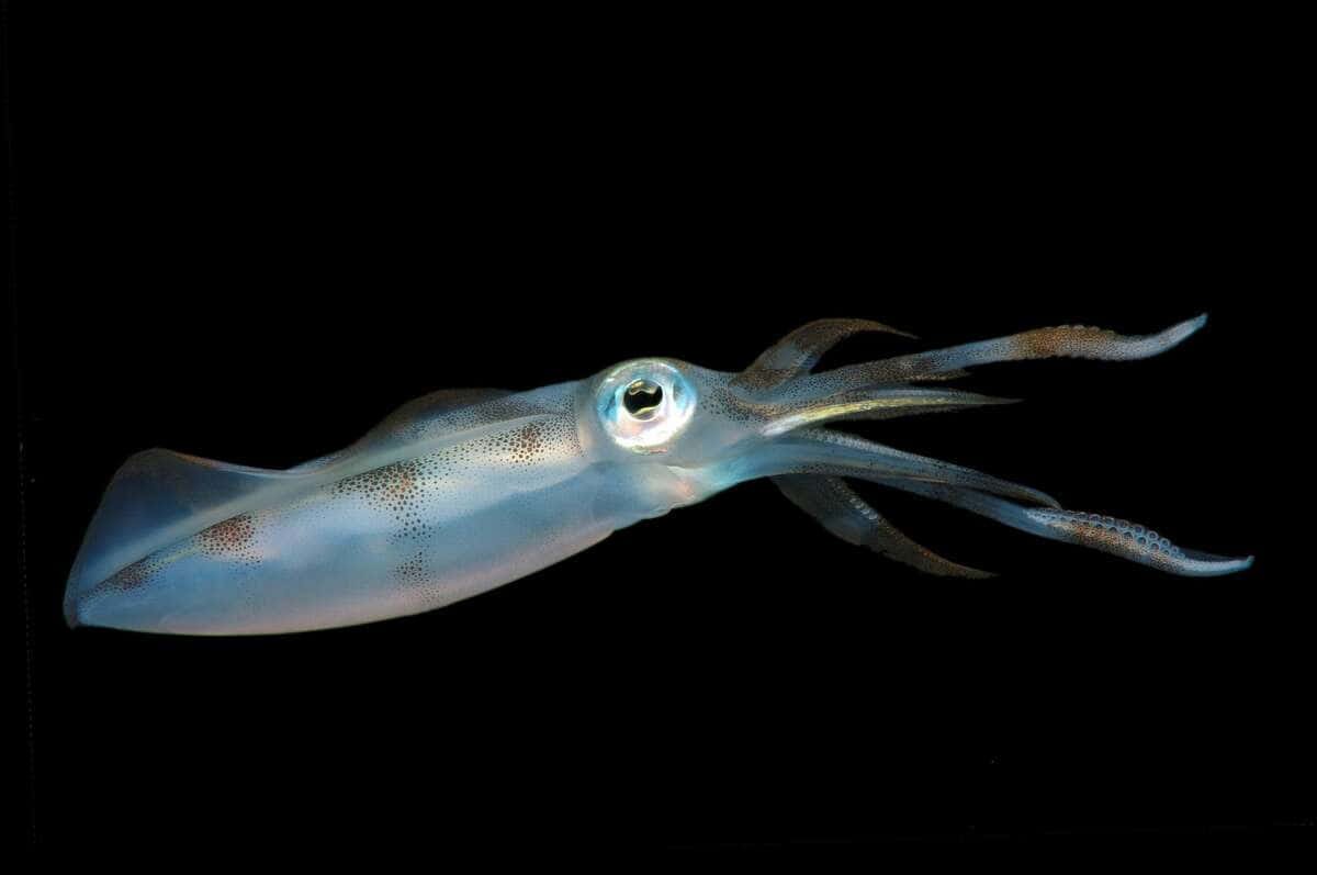 translucent squid, pitch-black void, large eye, SD Desktop Wallpaper