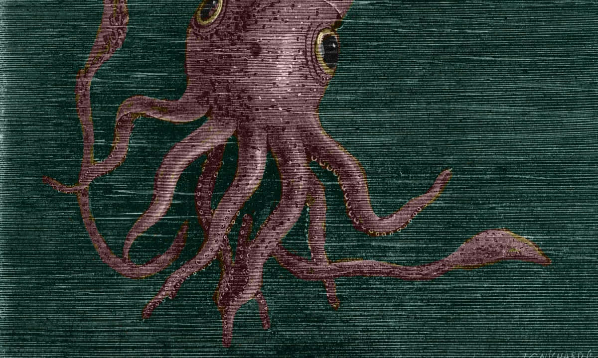 purple octopus, textured dark teal background, vintage-style illustration, SD Desktop Wallpaper