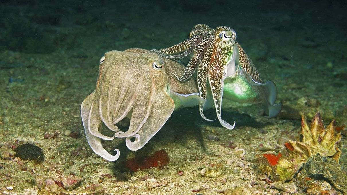 cuttlefish, sandy ocean floor, vibrant green and brown patterns, SD Desktop Wallpaper