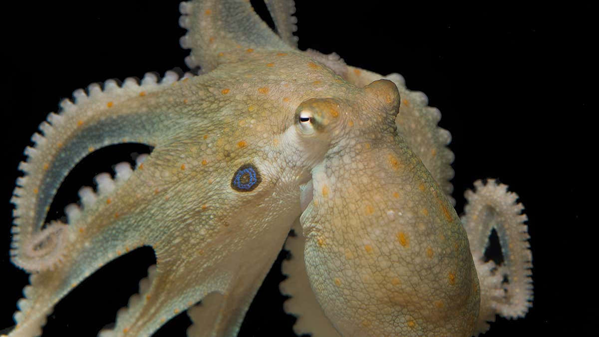 octopus, textured skin, blue eyes, SD Desktop Wallpaper