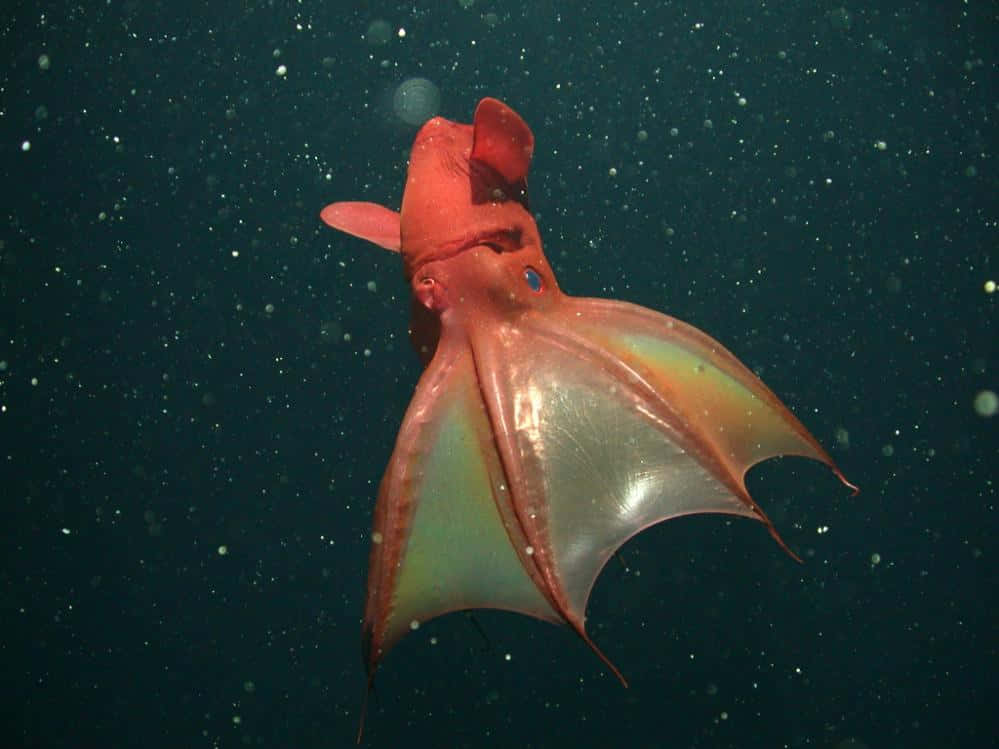 vampire squid, vibrant red, dark ocean water, SD Desktop Wallpaper