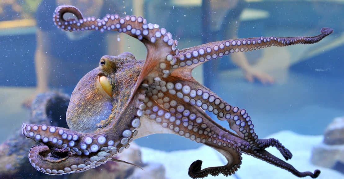 colorful cephalopod, octopus, clear blue water, SD Desktop Wallpaper