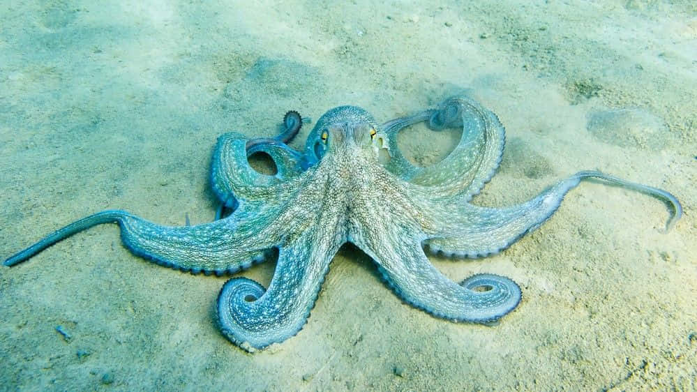 blue octopus, sandy ocean floor, deep blue sea, SD Desktop Wallpaper