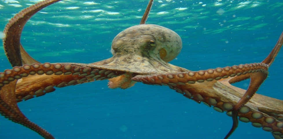 octopus, clear blue ocean water, suckers on its tentacles, SD Desktop Wallpaper