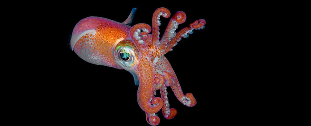 vibrant orange squid, iridescent eyes, curled tentacles, SD Desktop Wallpaper