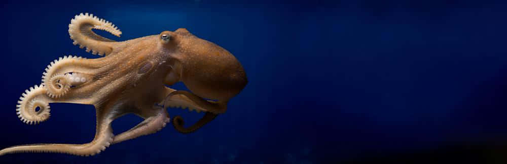 cephalopod, brown octopus, deep blue ocean waters, SD Desktop Wallpaper
