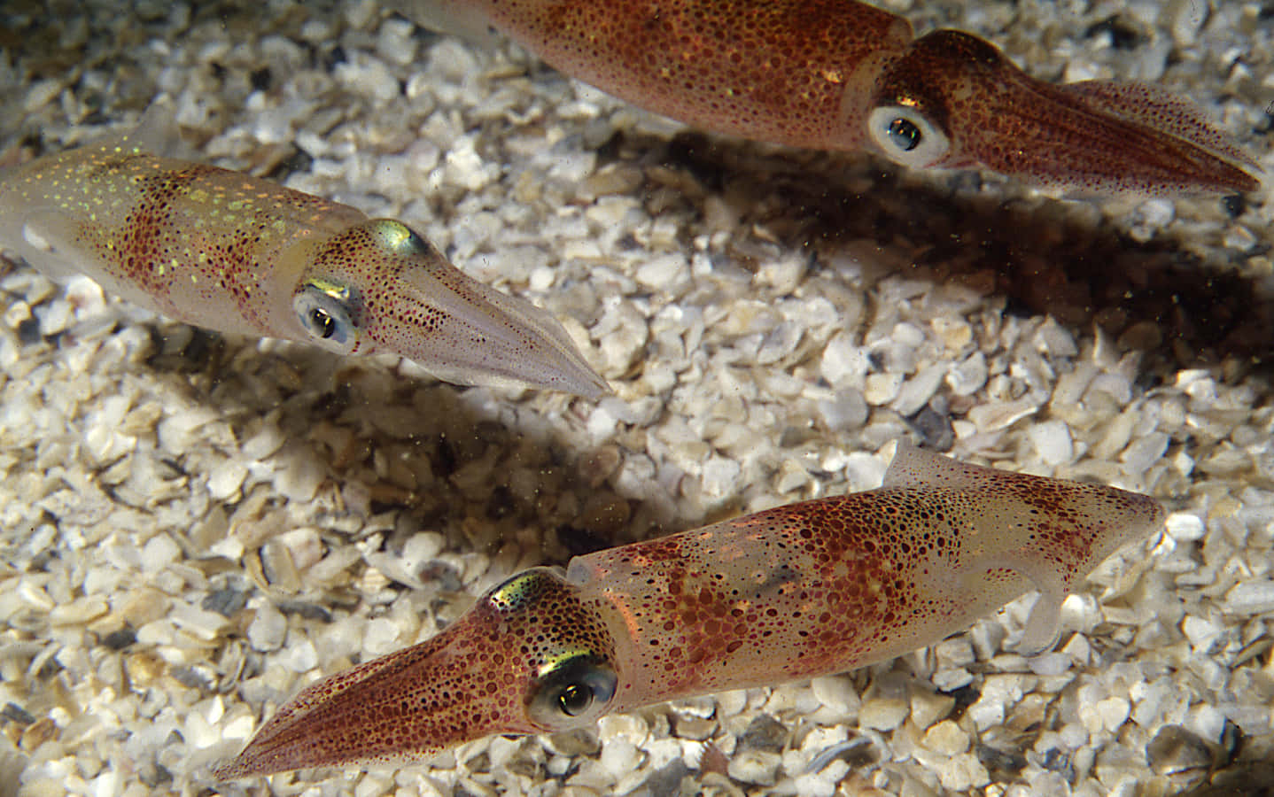 cephalopod, translucent squid, spotted patterns, HD Desktop Wallpaper