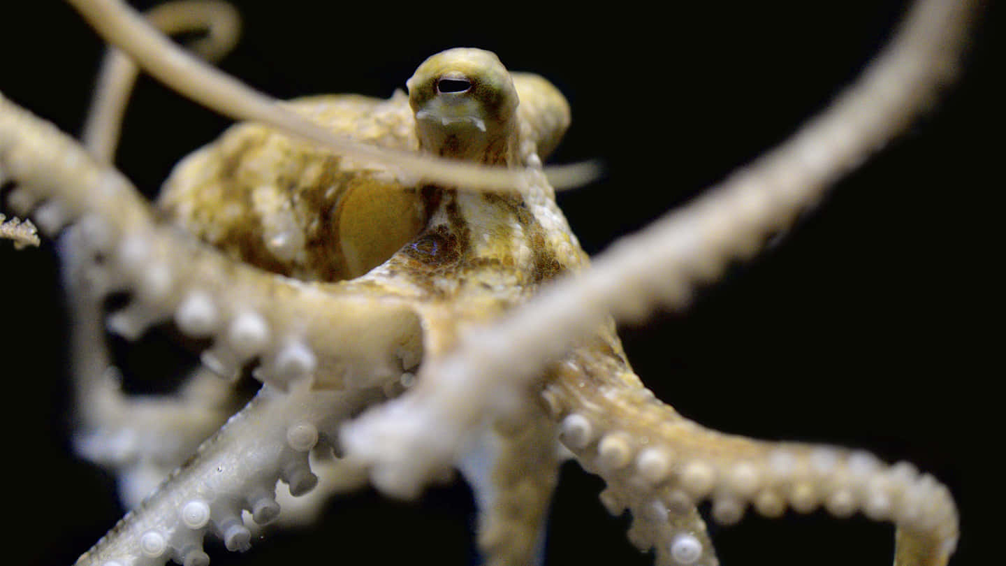 cephalopod, octopus, textured skin, HD Desktop Wallpaper