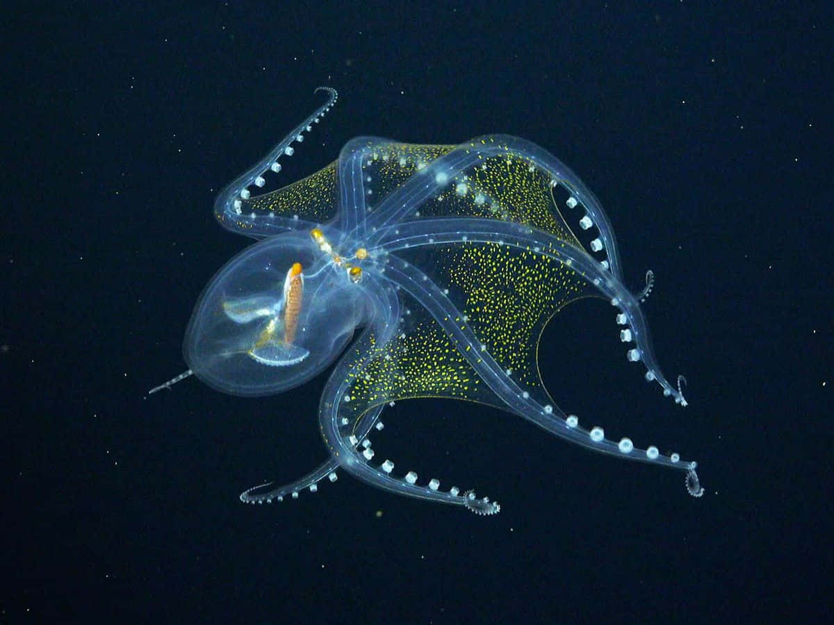 translucent glass squid, golden speckles, deep dark ocean backdrop, SD Desktop Wallpaper