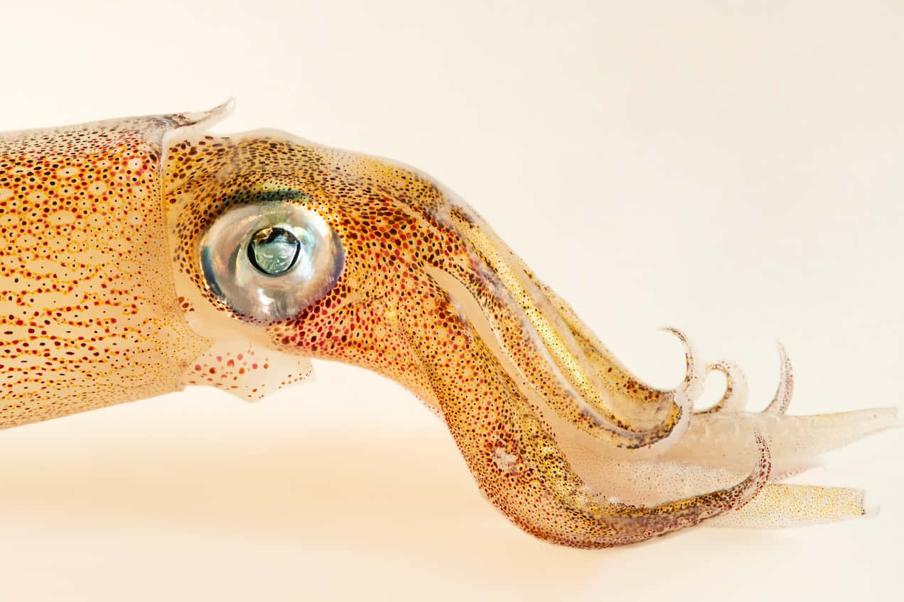 squid, large reflective eye, spotted golden-brown skin, SD Desktop Wallpaper