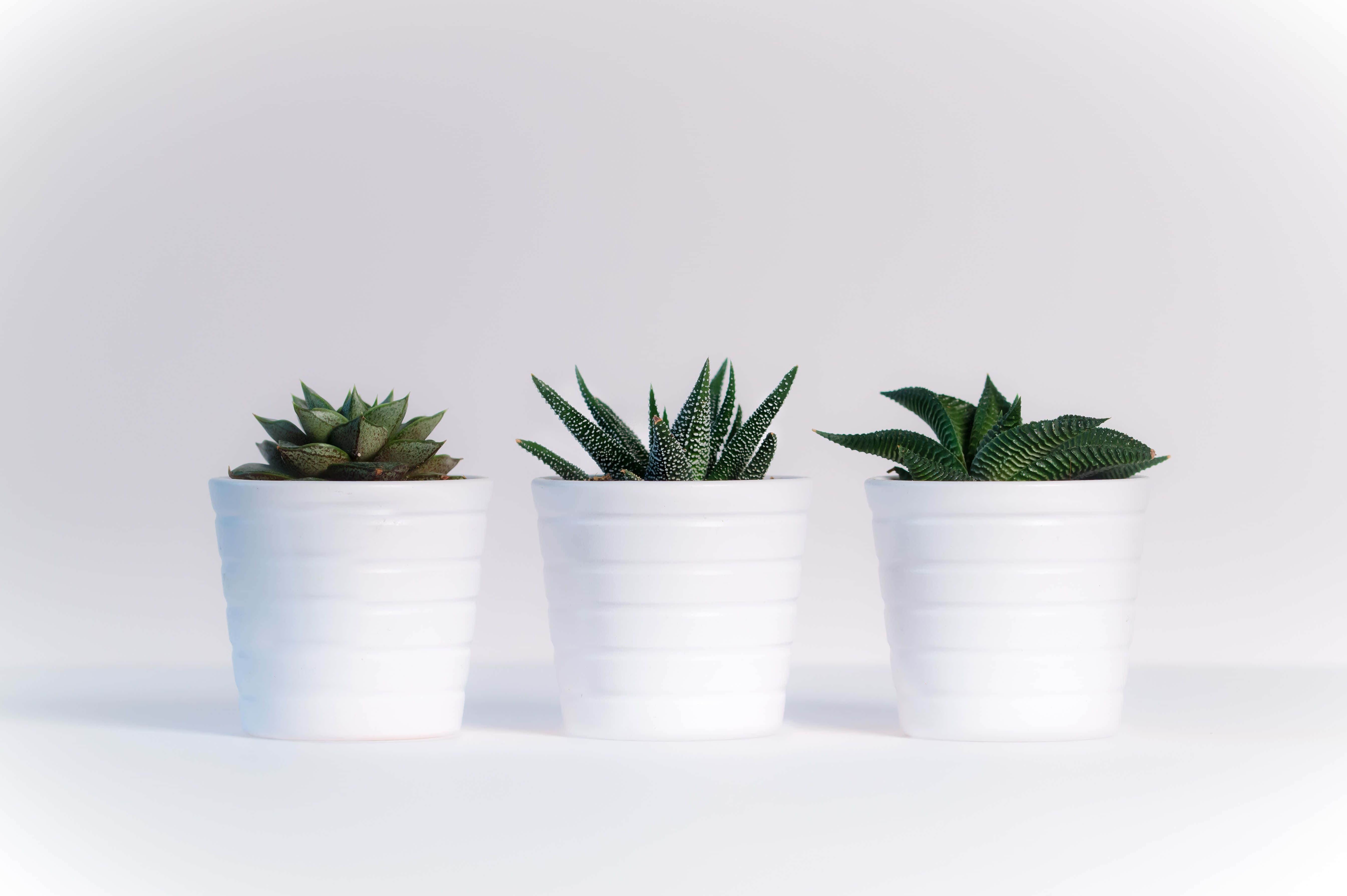 Ceramics, white ceramic pots, succulents, 5K Desktop Wallpaper