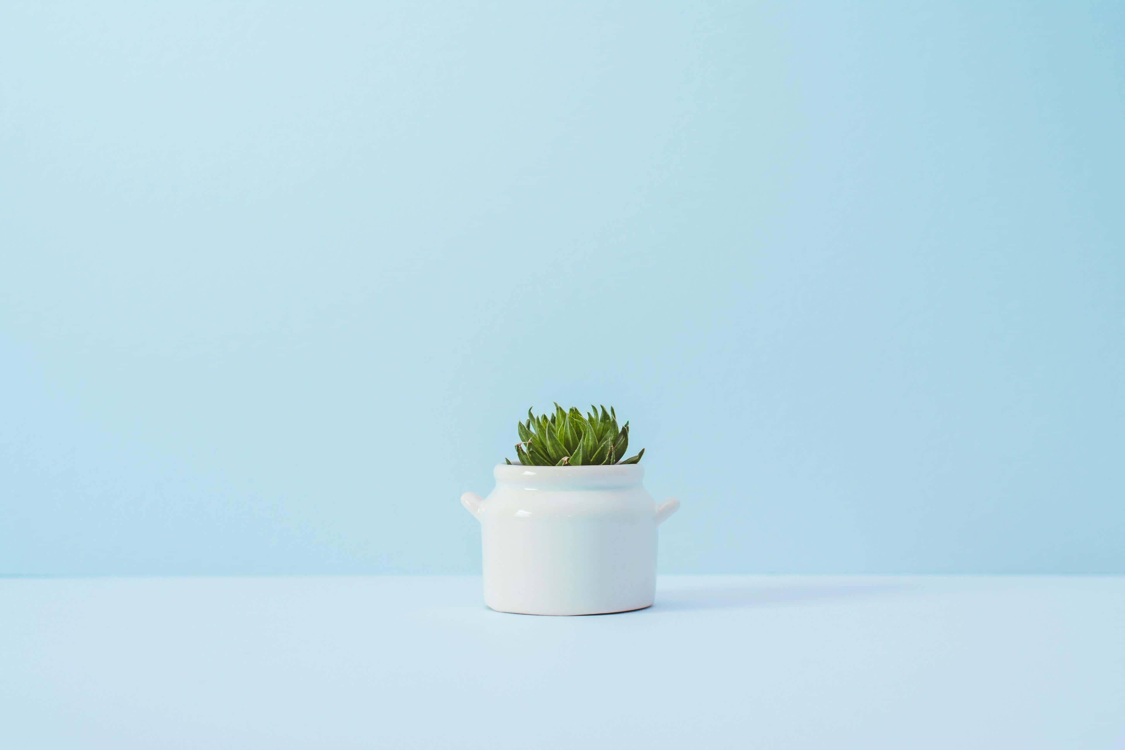 ceramics, green succulent, white ceramic pot, 4K Desktop Wallpaper
