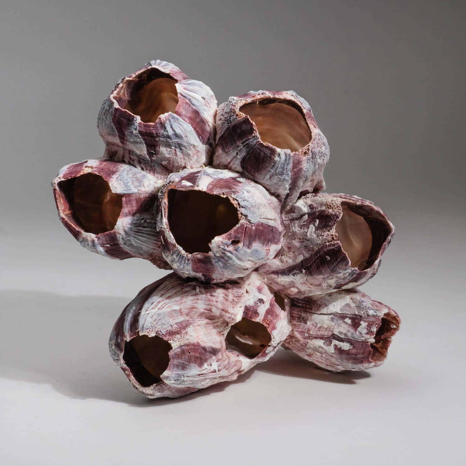 ceramic barnacle sculpture, purple and white barnacles, hollow interiors, HD Desktop Wallpaper