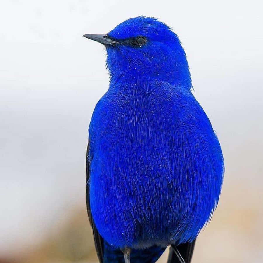 Cerulean Blue, 900 x 900, iridescent feathers, SD Desktop Wallpaper