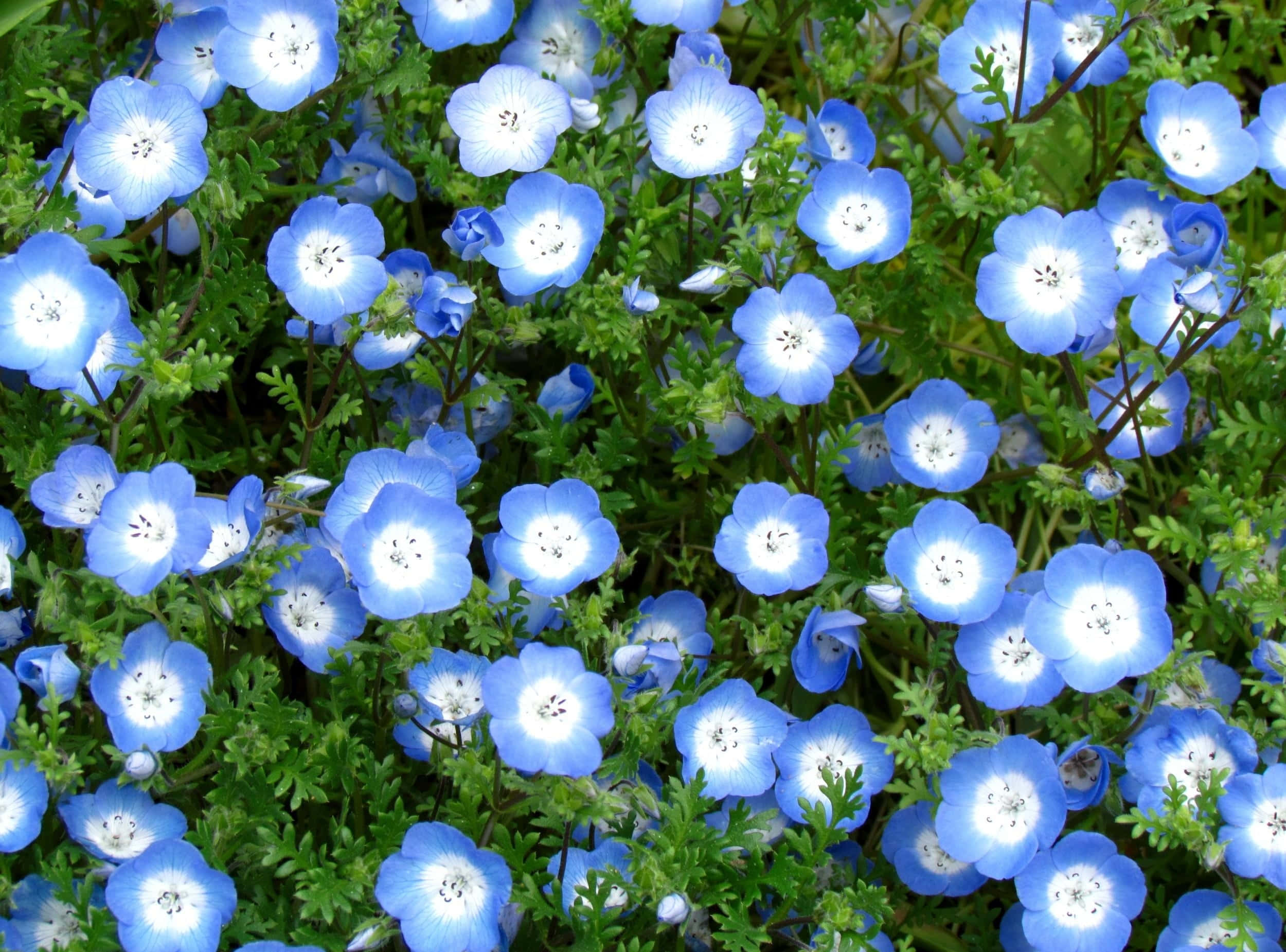 Tender Blue Nemophila, blue flowers, white centers, Full HD Desktop Wallpaper