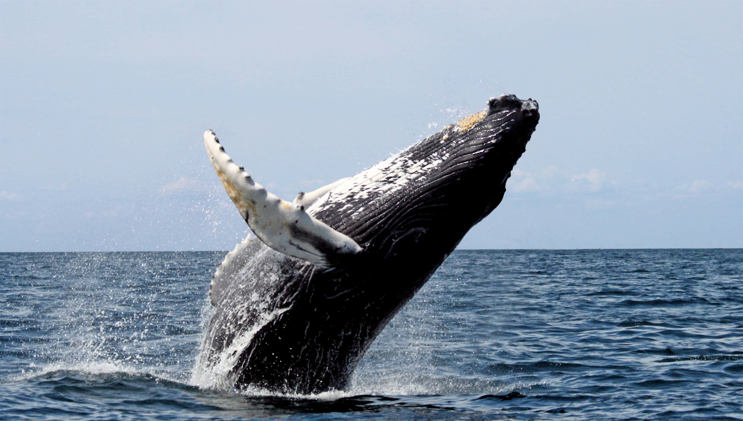 humpback whale, deep blue ocean waters, pale sky, 2K Desktop Wallpaper