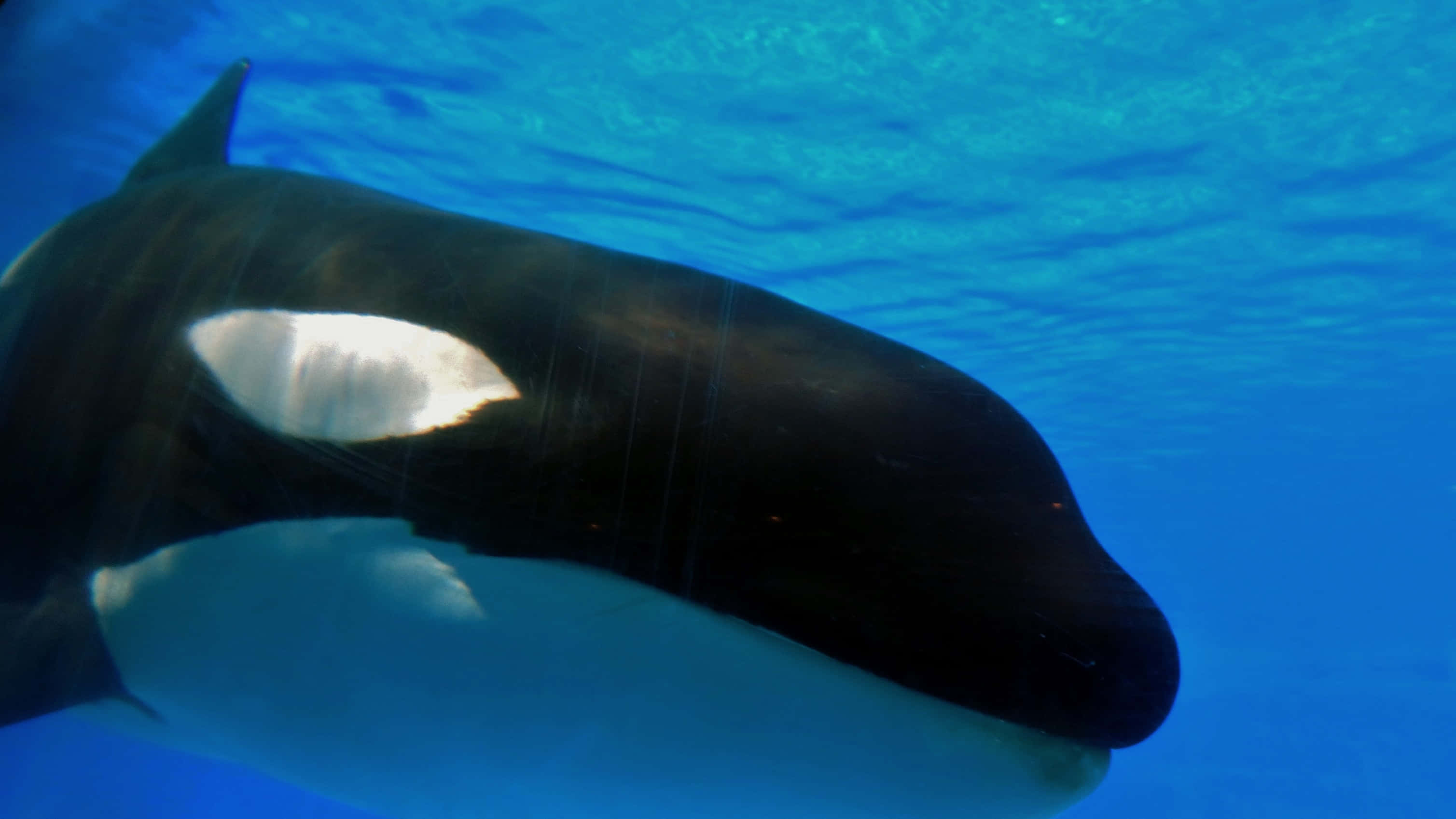 orca, black and white markings, clear blue water, 2K Desktop Wallpaper
