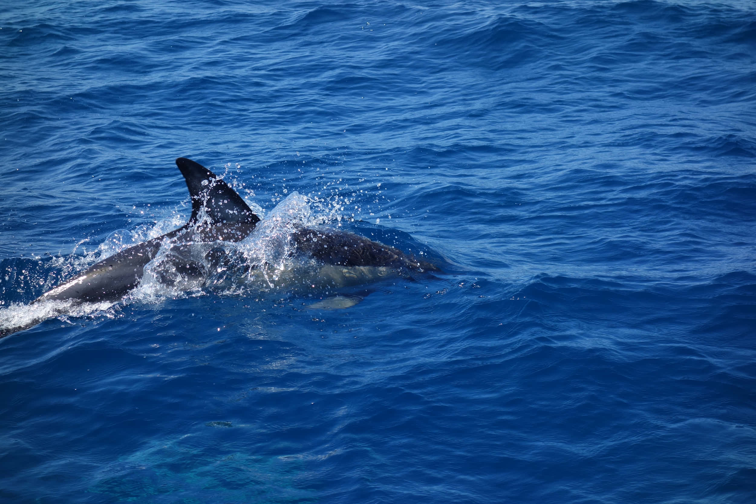 dolphin, blue ocean water, surfacing, Full HD Desktop Wallpaper