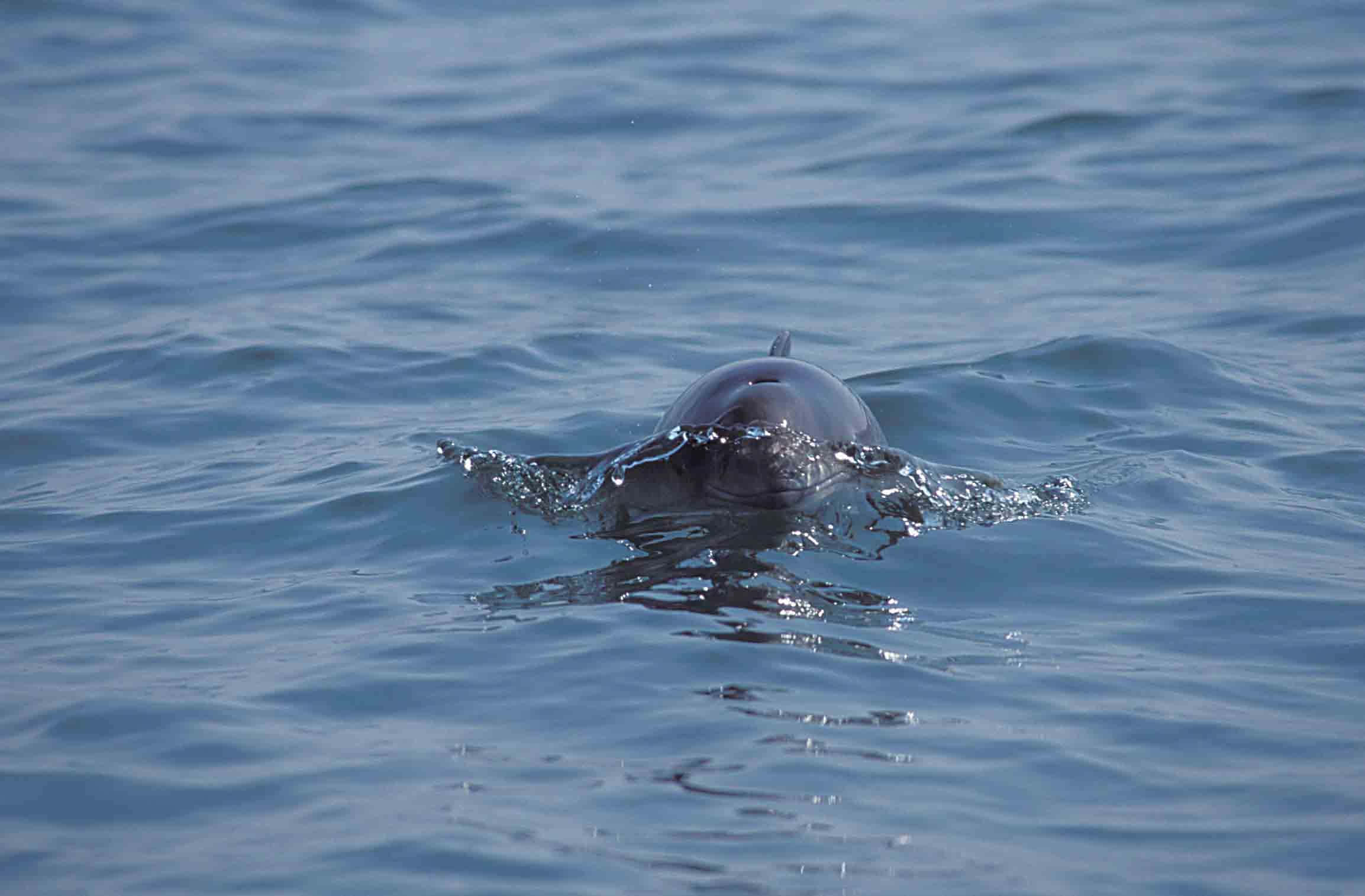 dolphin, calm blue ocean water, sleek dark body, Full HD Desktop Wallpaper