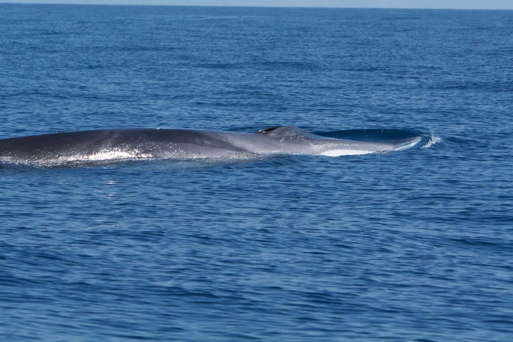 humpback whale, deep blue ocean waters, breaching, Full HD Desktop Wallpaper