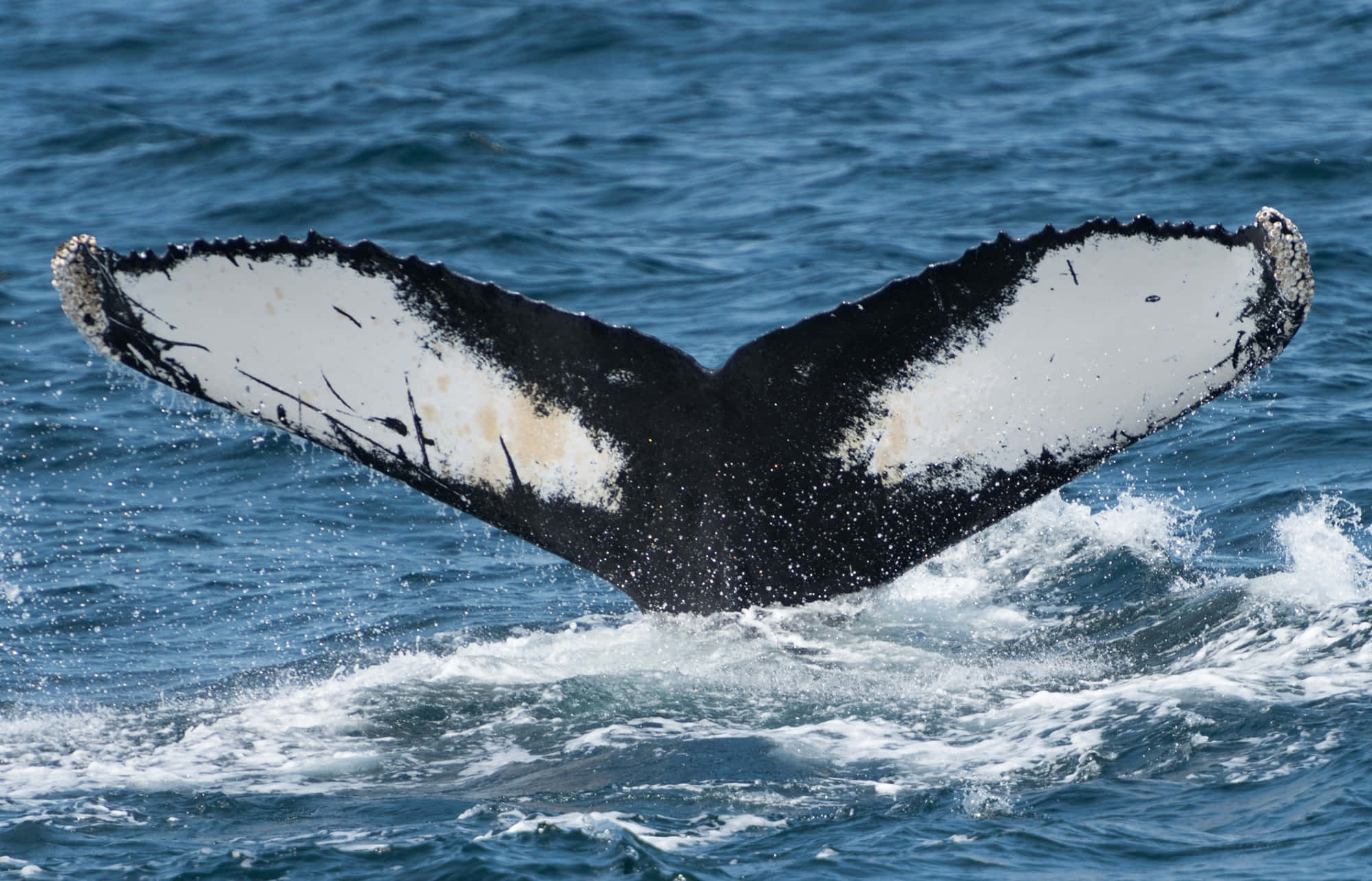 humpback whale, tail fluke, black and white, Full HD Desktop Wallpaper