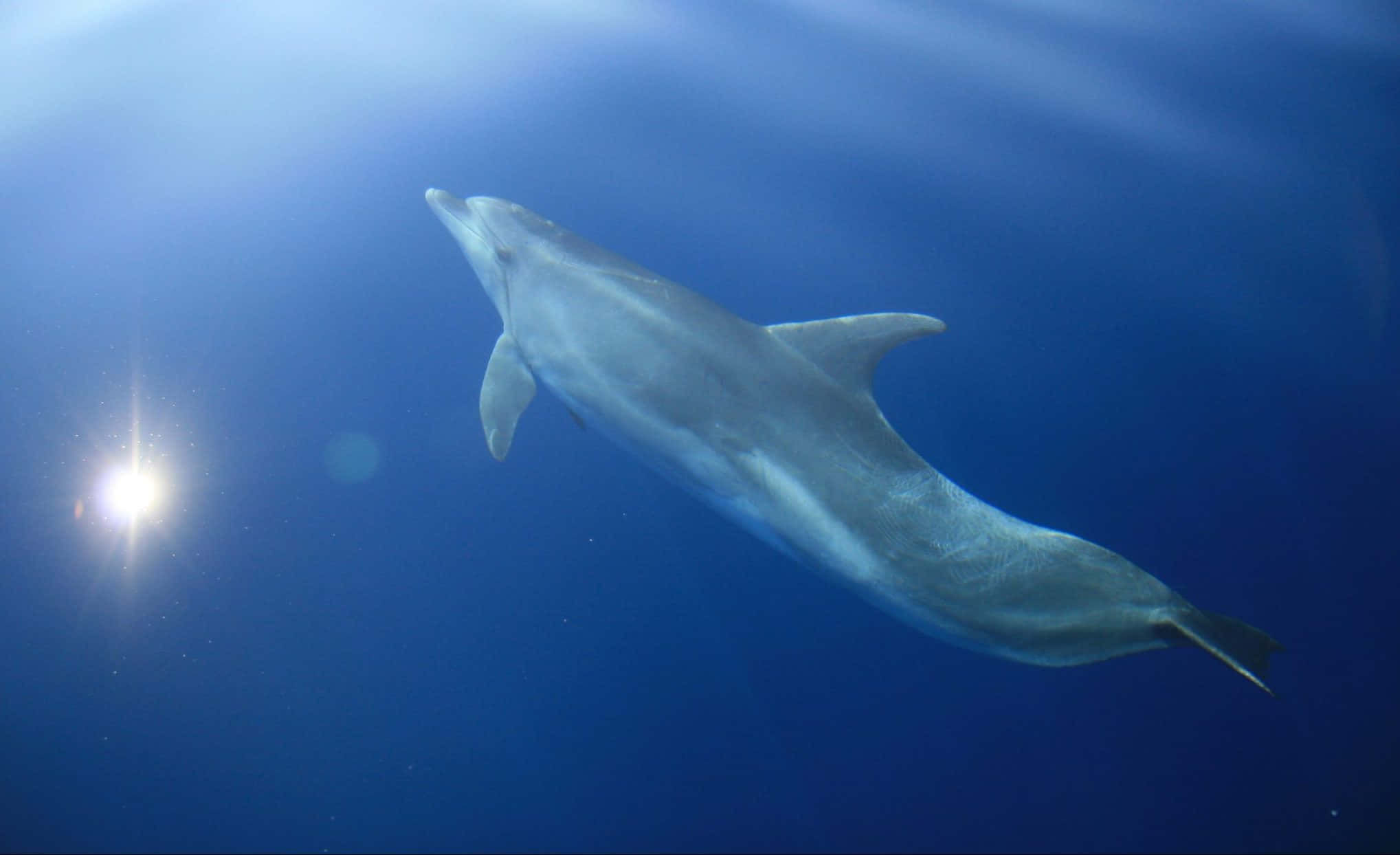 dolphin, deep blue ocean water, sunlight streaming down, Full HD Desktop Wallpaper