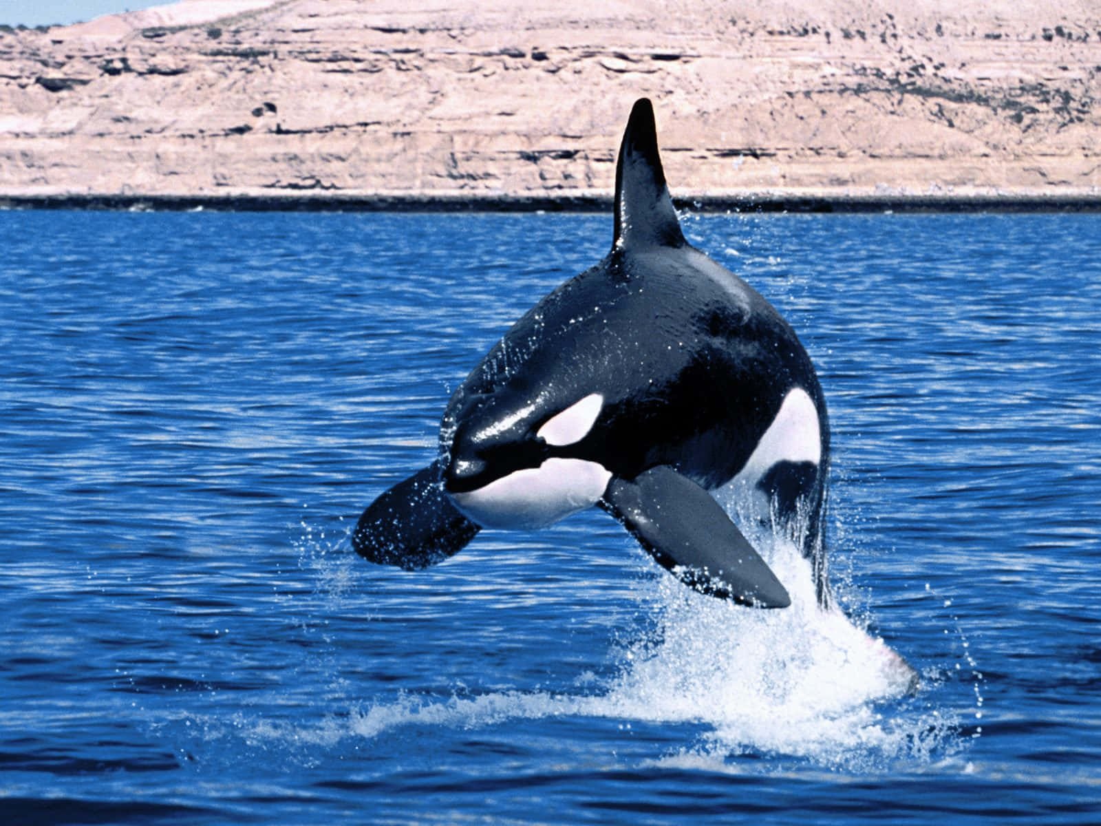 orca, blue sky, deep blue ocean waters, HD Desktop Wallpaper