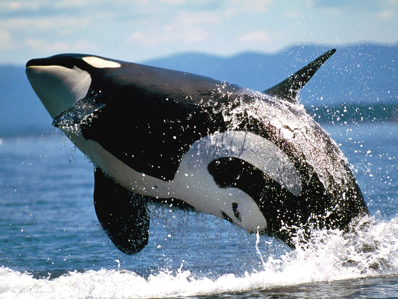 orca, breaching, shoreline, HD Desktop Wallpaper