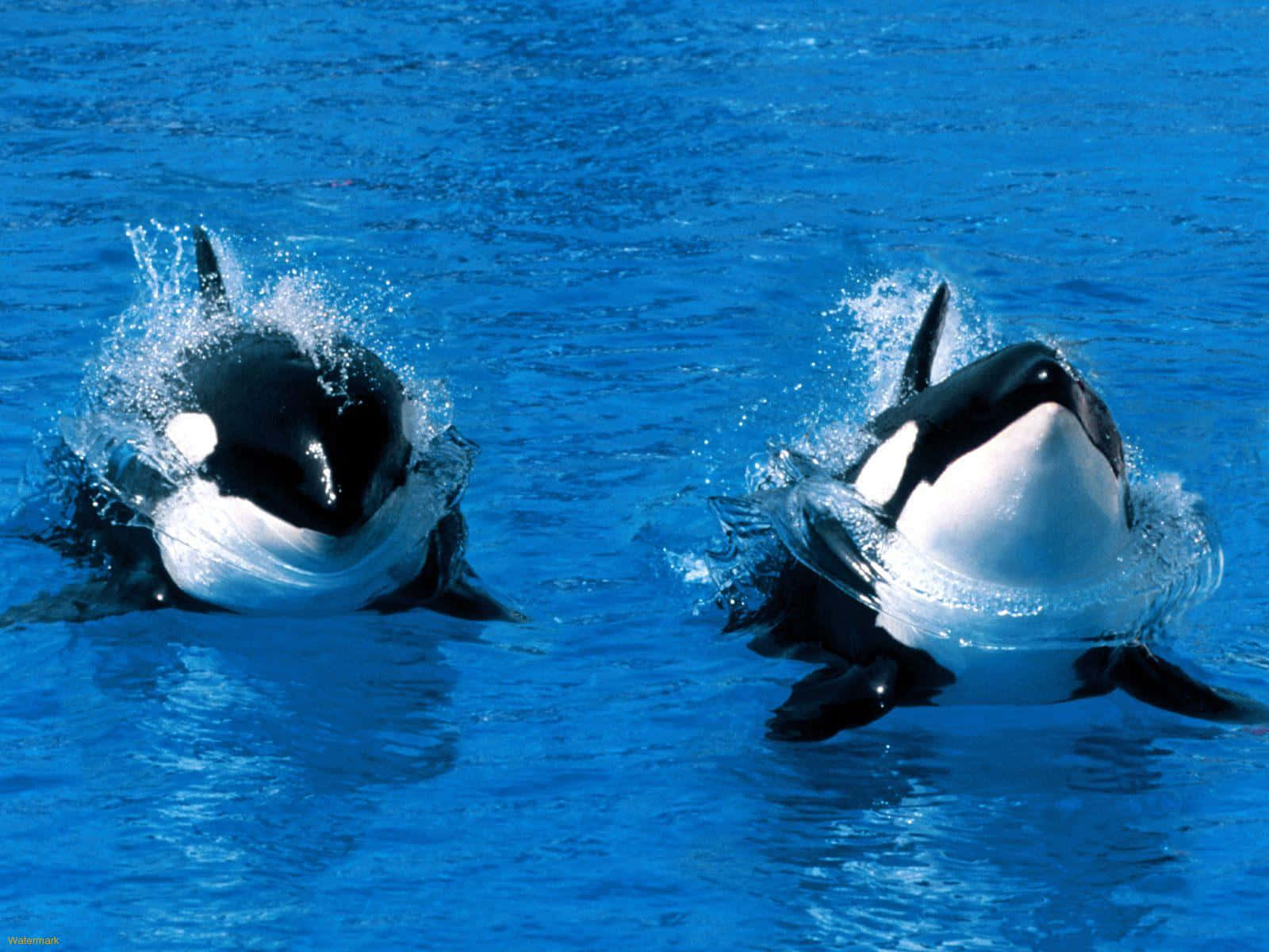 orcas, vibrant blue water, black and white bodies, HD Desktop Wallpaper