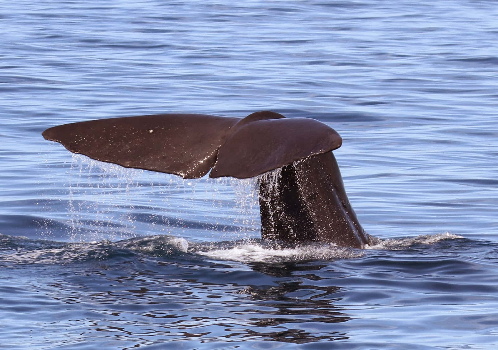 humpback whale, ocean, splash, HD Desktop Wallpaper