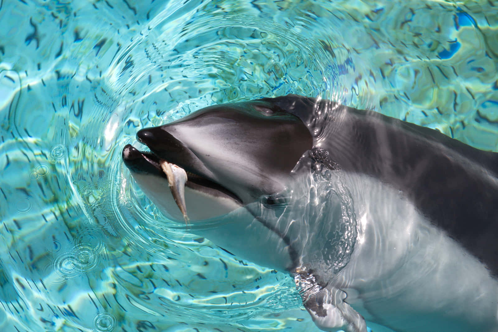 dolphin, clear turquoise water, fish, HD Desktop Wallpaper