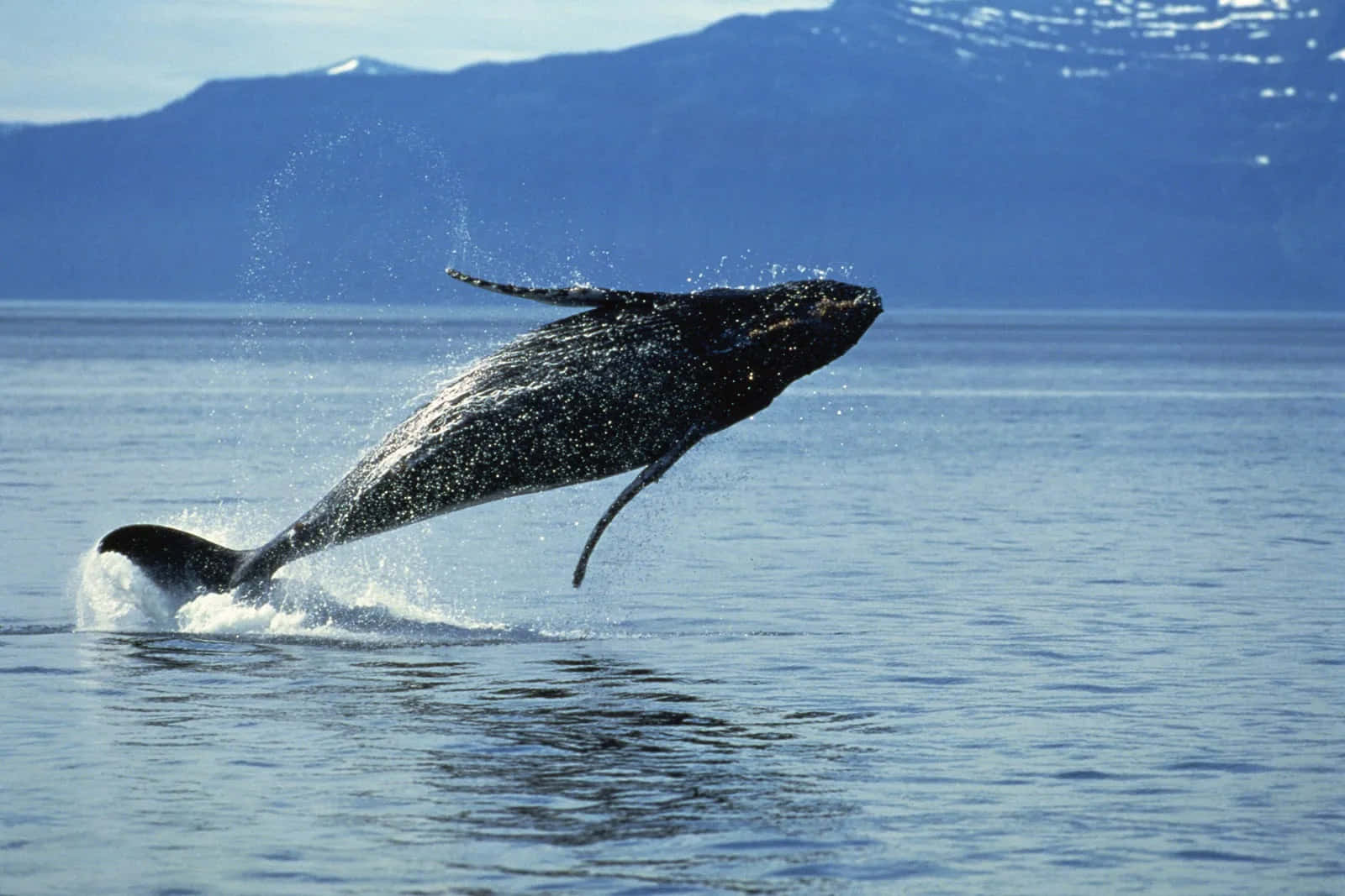 humpback whale, calm blue waters, snow-capped mountains, HD Desktop Wallpaper